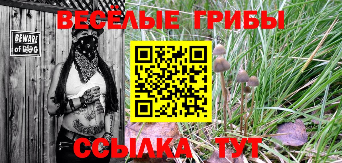 Людиново  Псилоцибиновые грибы Cubensis  Вход с VPN 