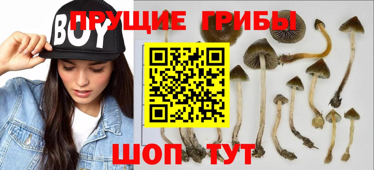 Псилоцибиновые грибы Cubensis Людиново